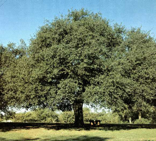 Traders Oak-1969